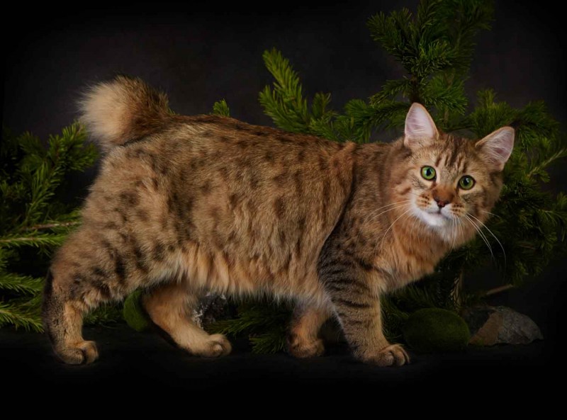 Кот породы пиксибоб