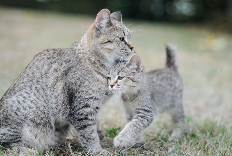 Кот породы пиксибоб