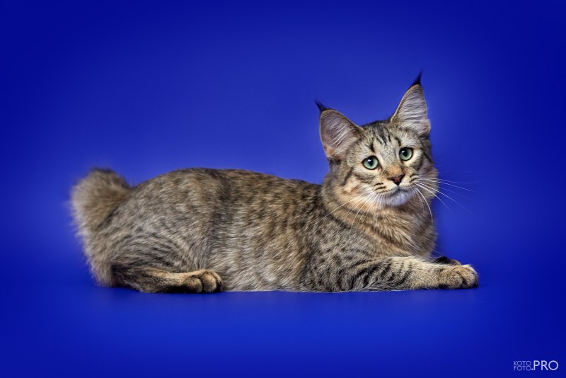 Котята породы пиксибоб