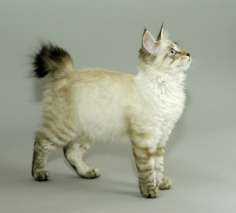 Пиксибоб кошка котёнок