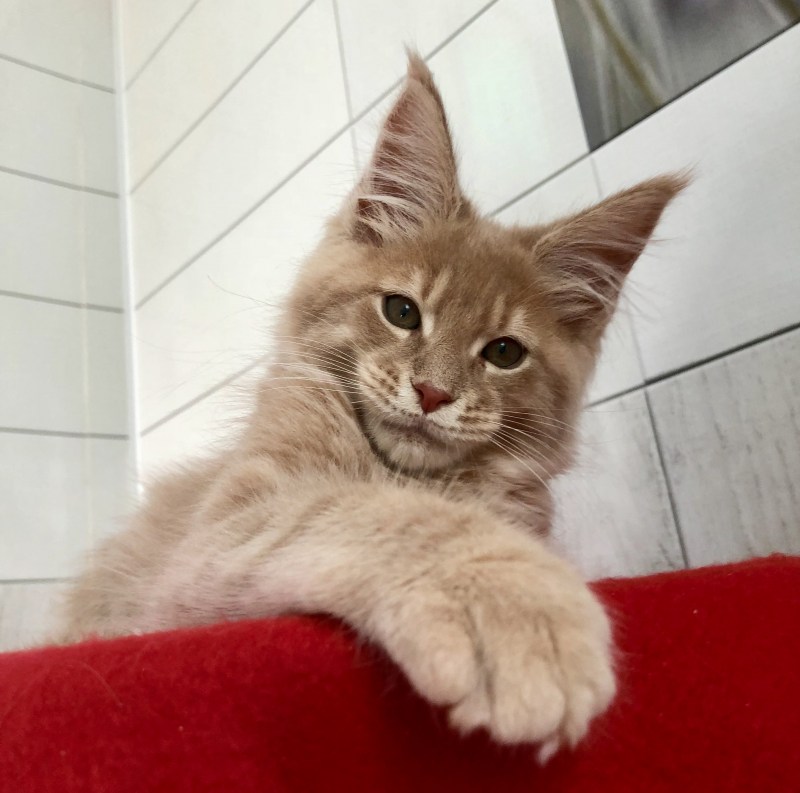 Мейкун кошка короткошерстная