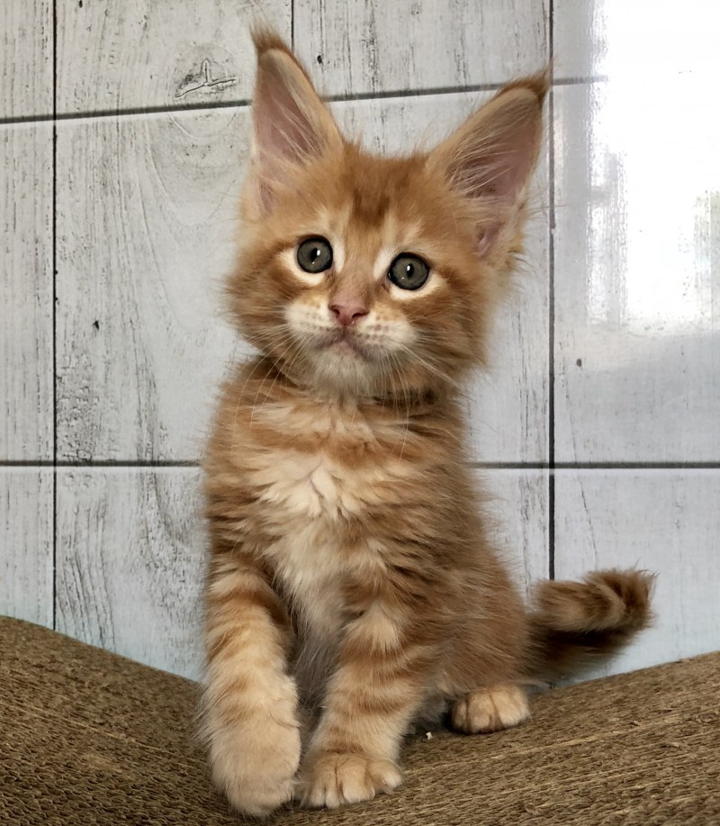 Мейн кун котята короткошерстные