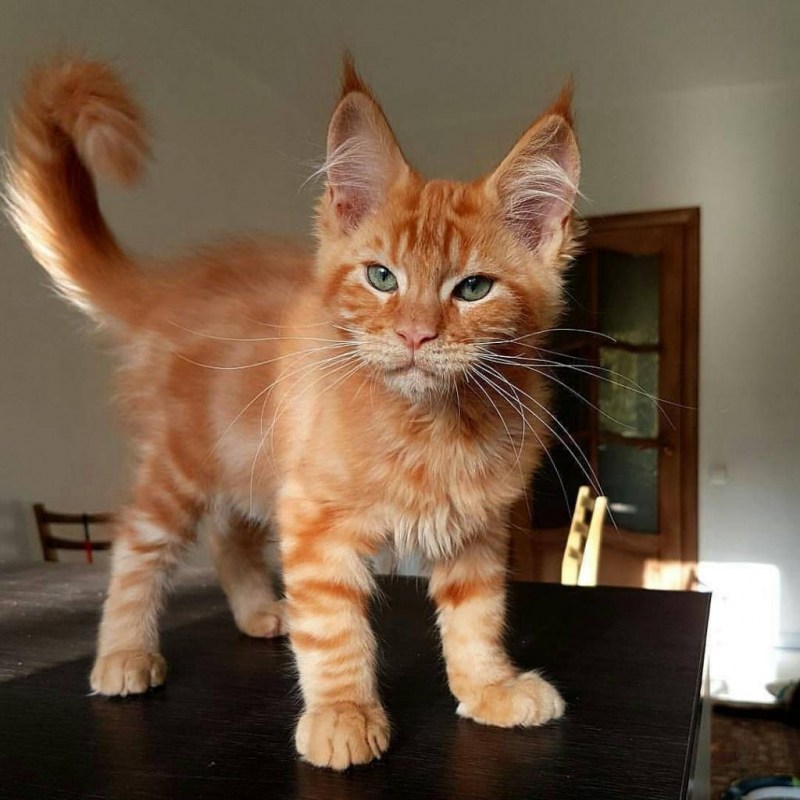 Мейн кун котенок гладкошерстный