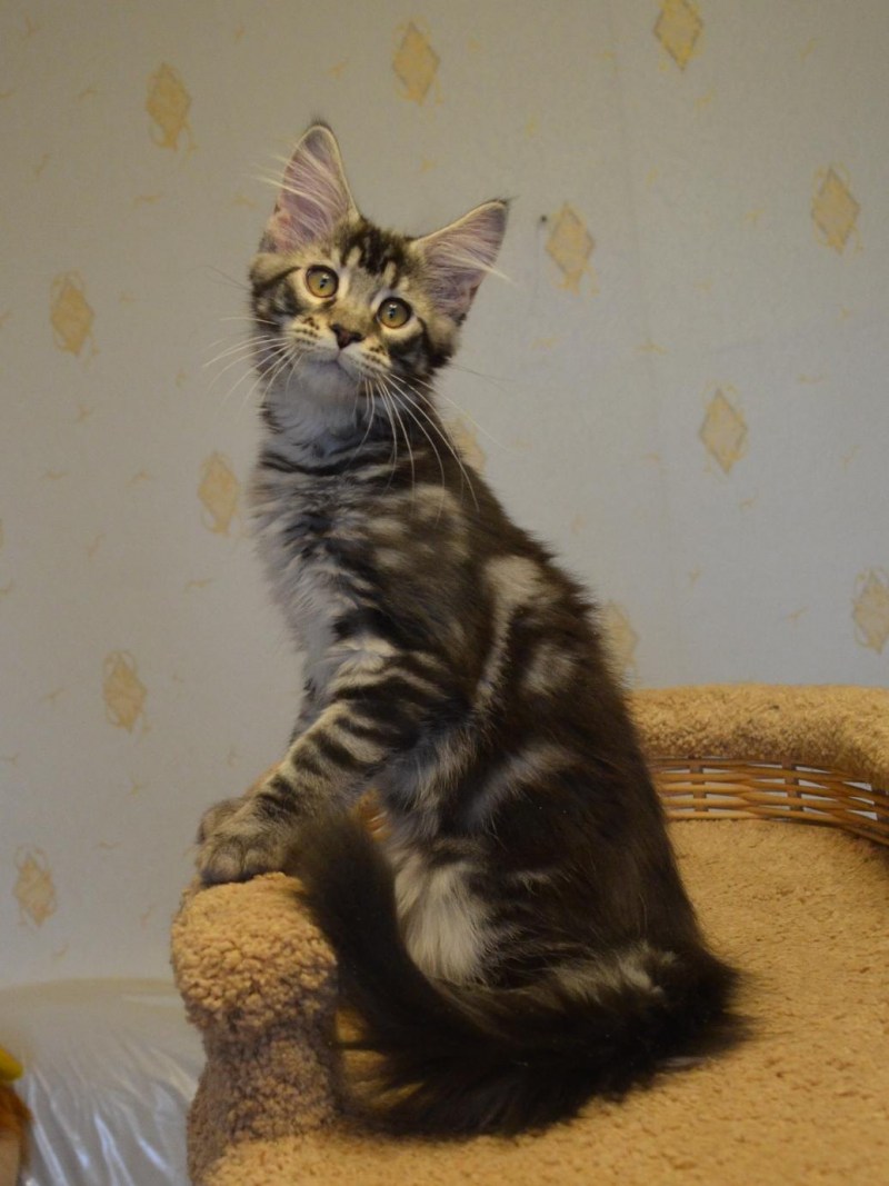 Мэйн кошка Мейн кун