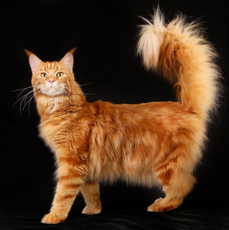 Котята Мейн куна