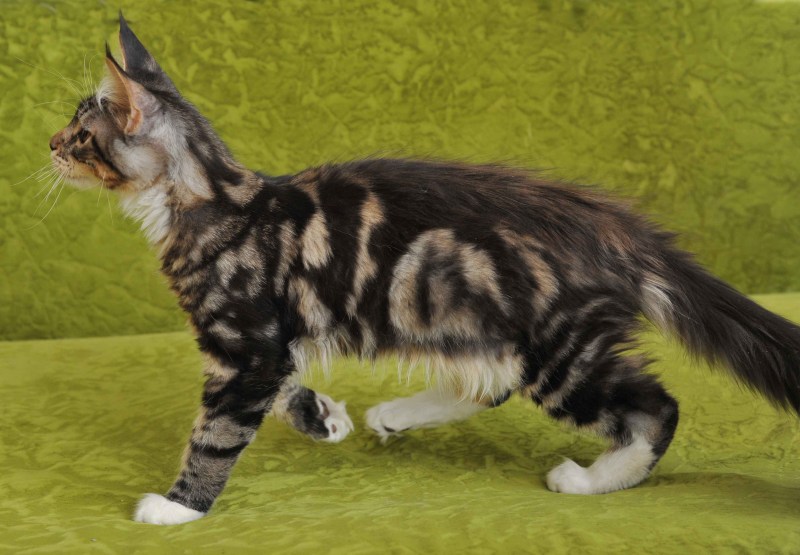Короткошерстный мейкун