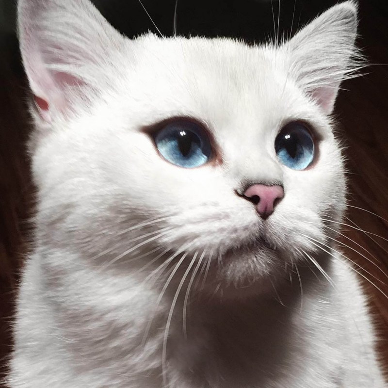 Чёрный кот Коби