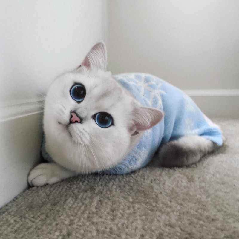 Голубоглазый кот Коби