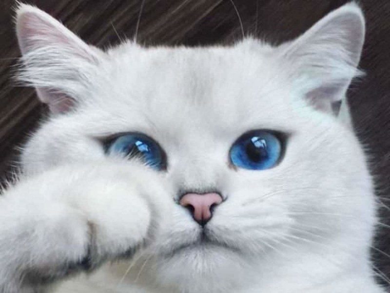 Котик с голубыми глазками