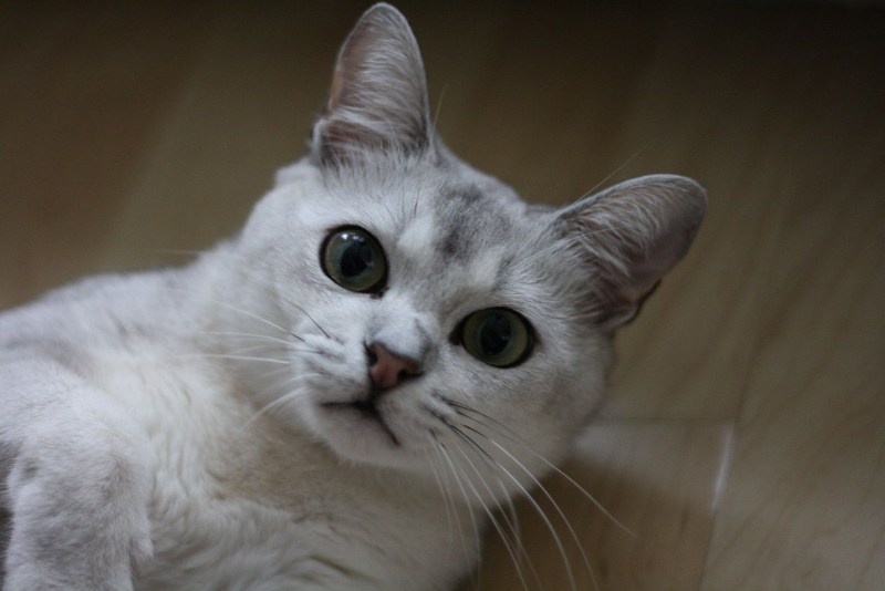 Бурмилла шиншилла