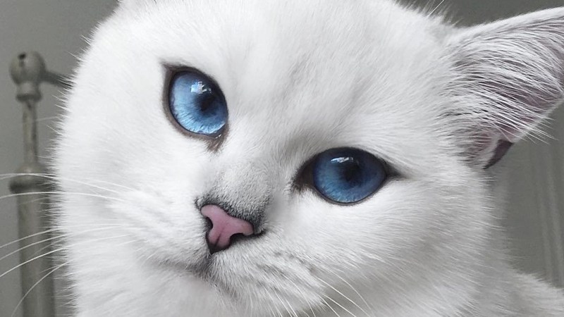 Котенок с красивыми глазами