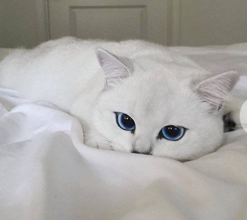 Котики с красивыми глазами