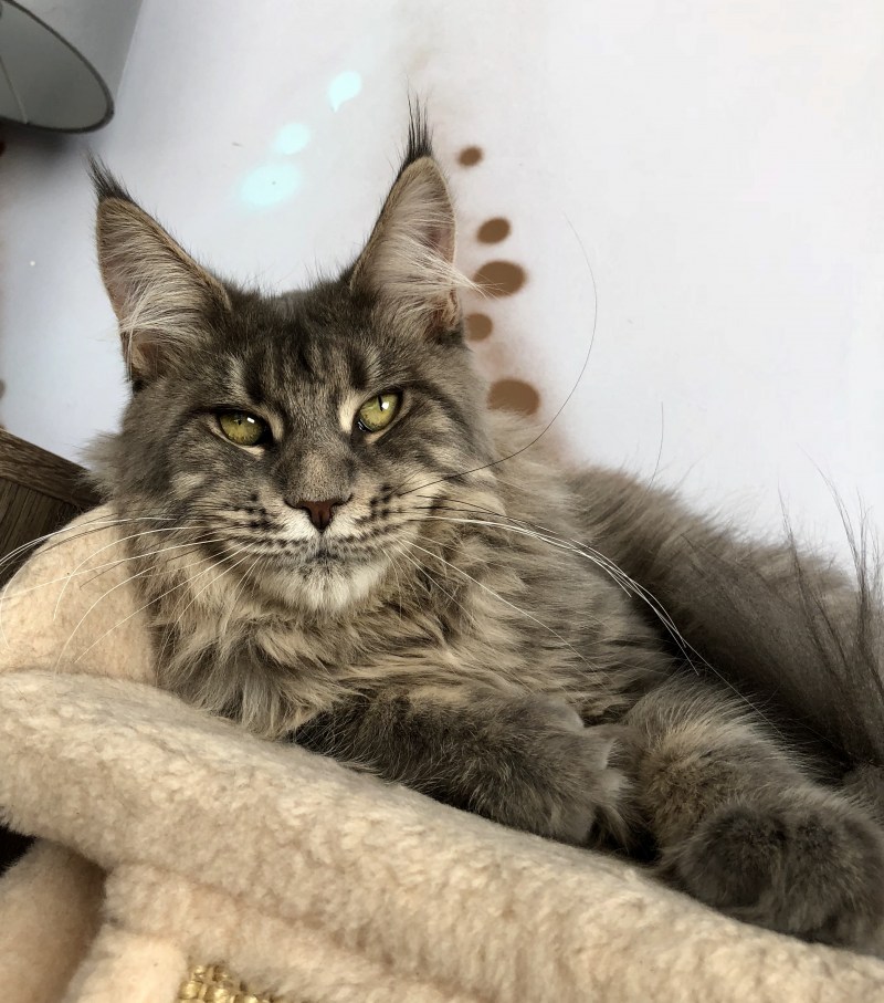 Коты Мейн кун