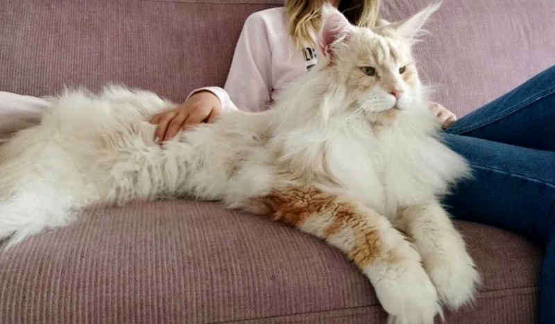 Огромные кошки Мейн кун