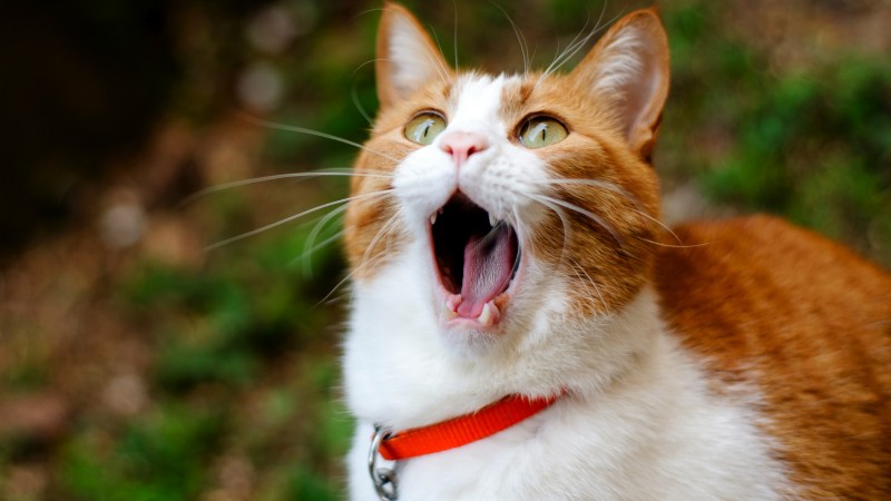 Веселый котик