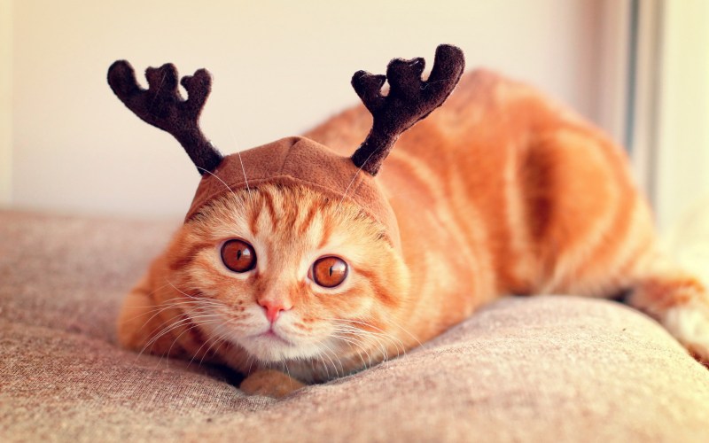 Забавные котики