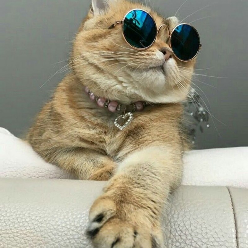 Забавный кот