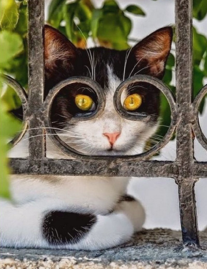 Смешной кот