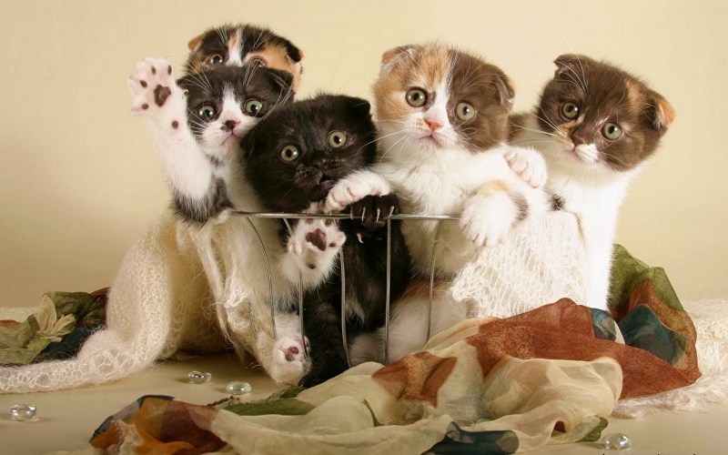 Потешные котята