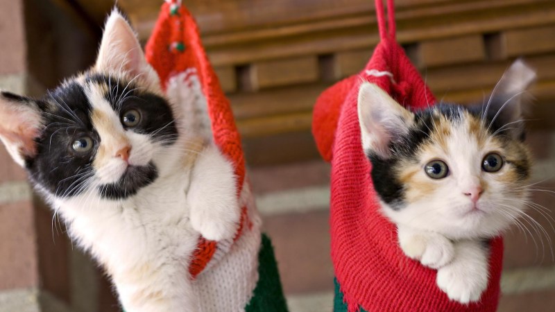 Новогодний кот