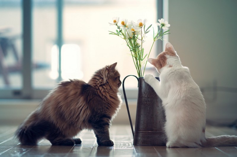 Котенок на столе