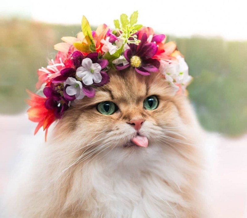 Кот в венке из цветов