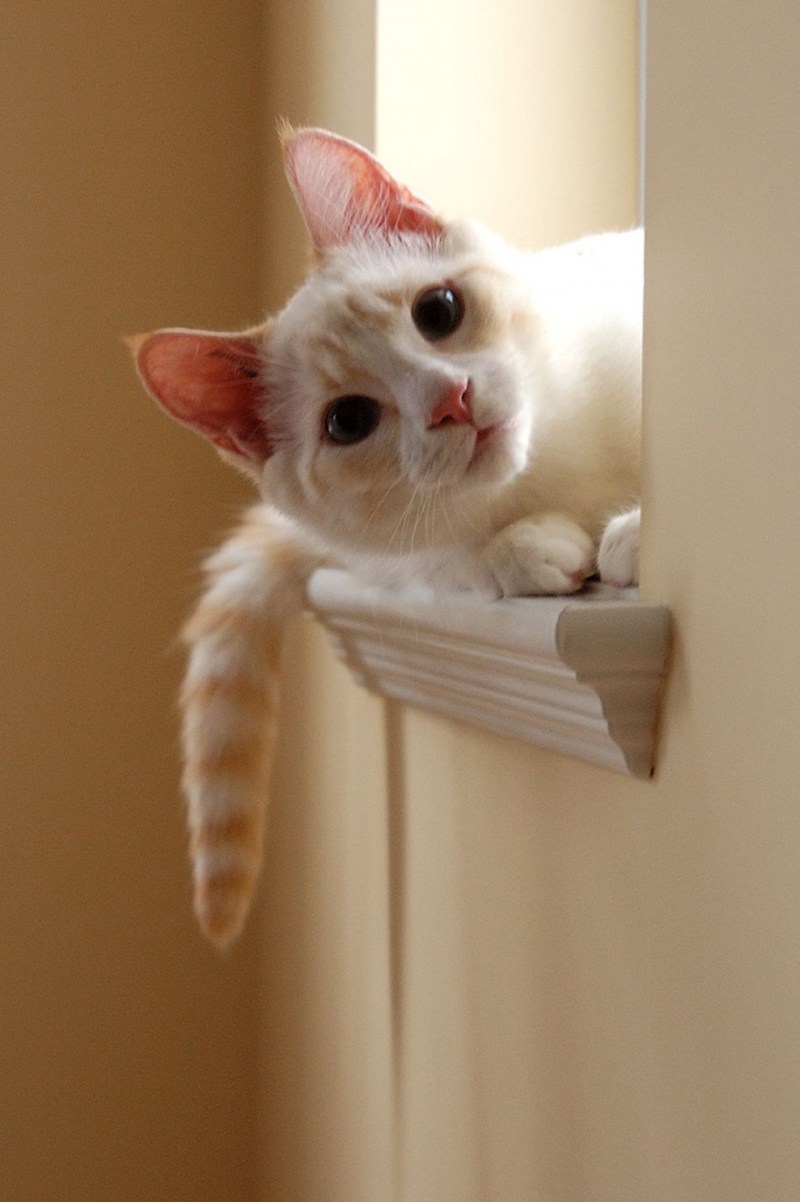 Котенок выглядывает