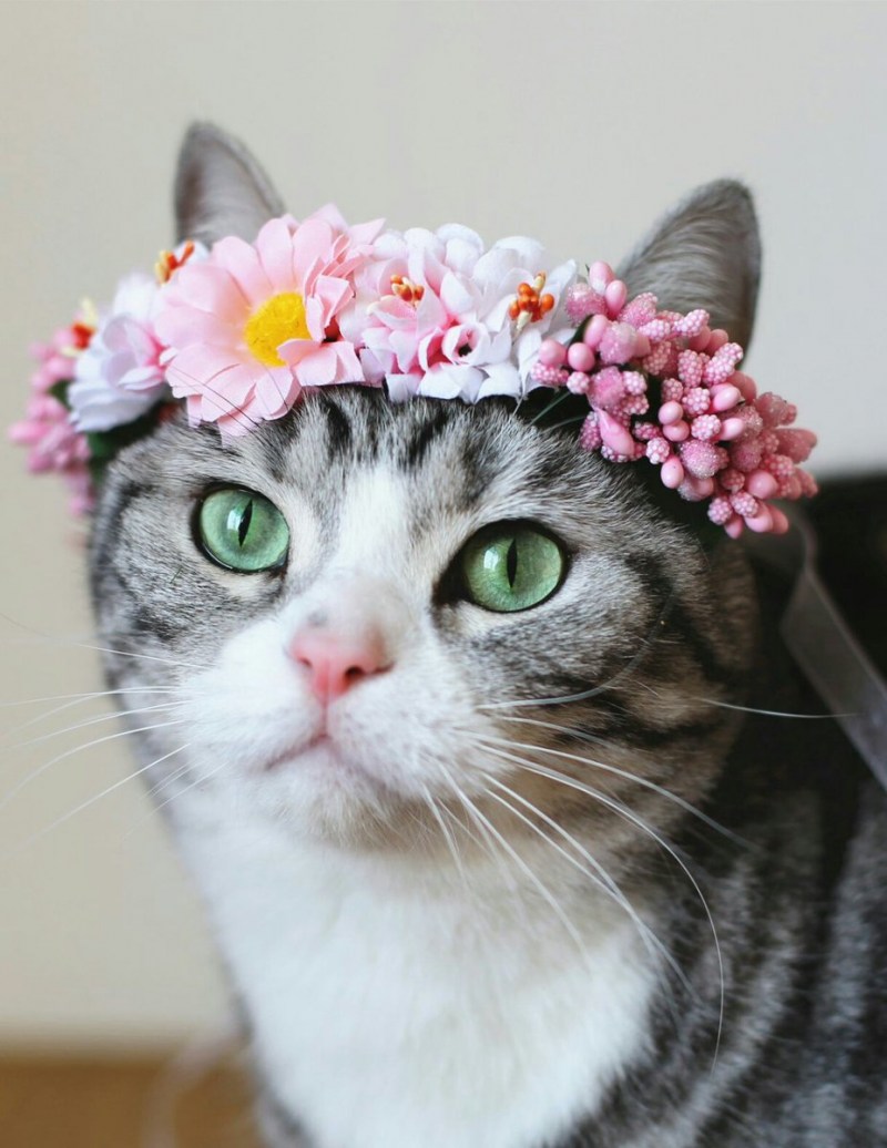 Кошка в венке из цветов