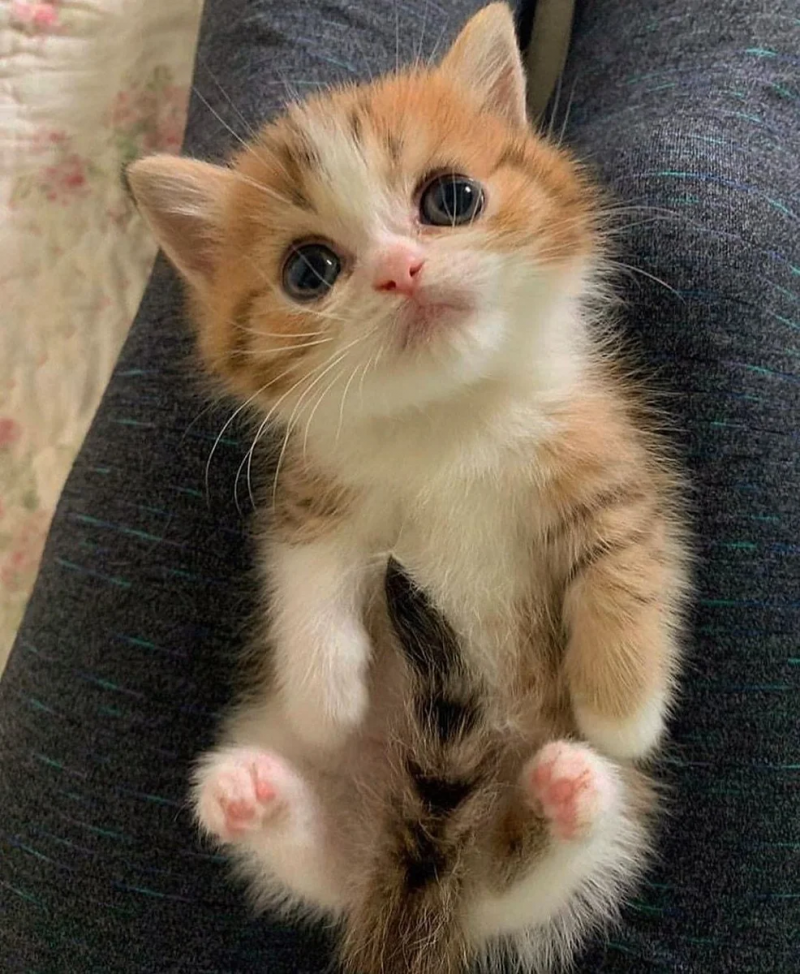 Милые котятки