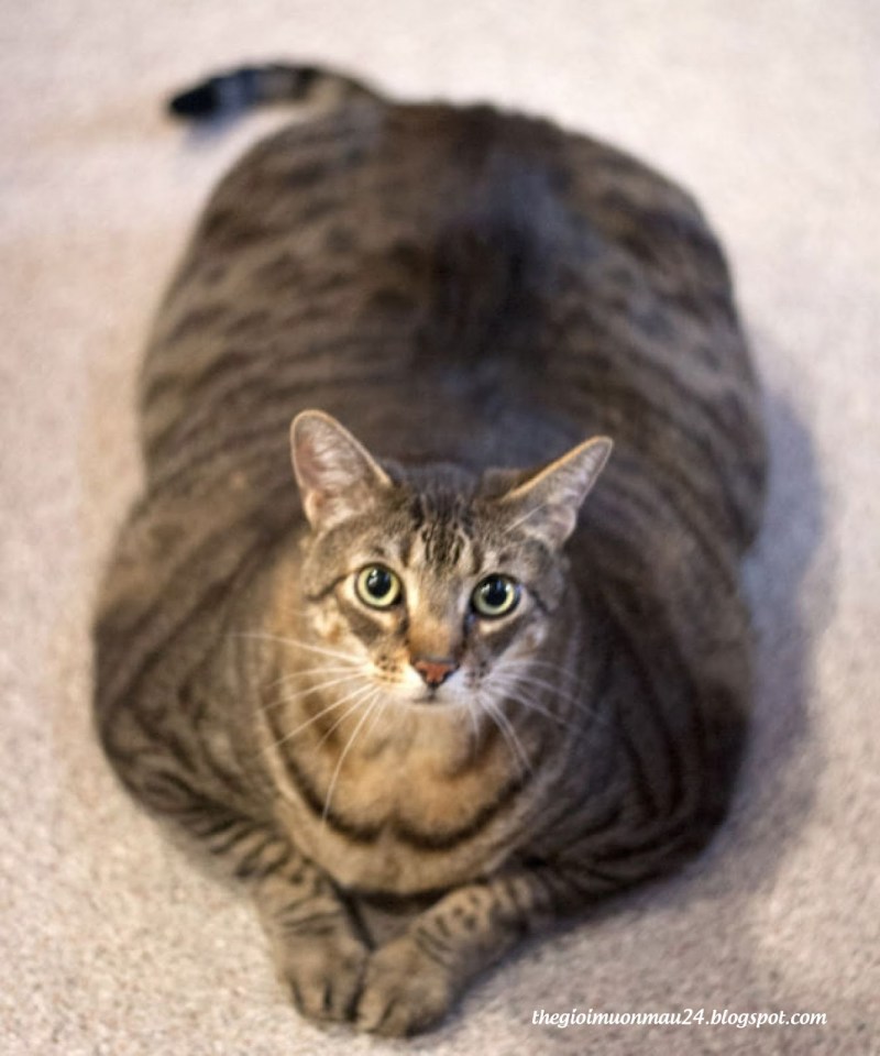 Тигровая кошка