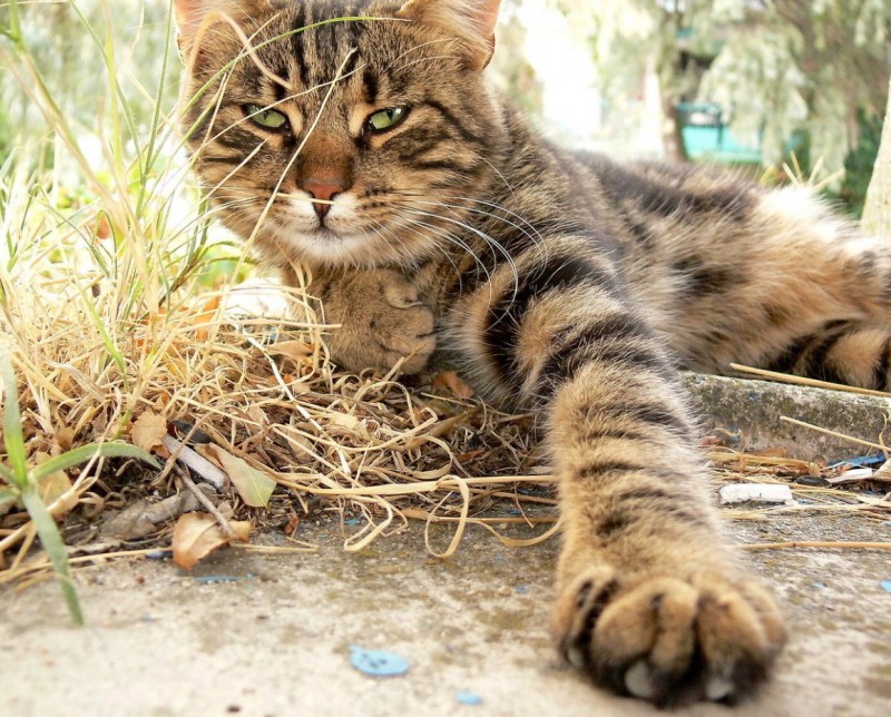 Коты тойгер