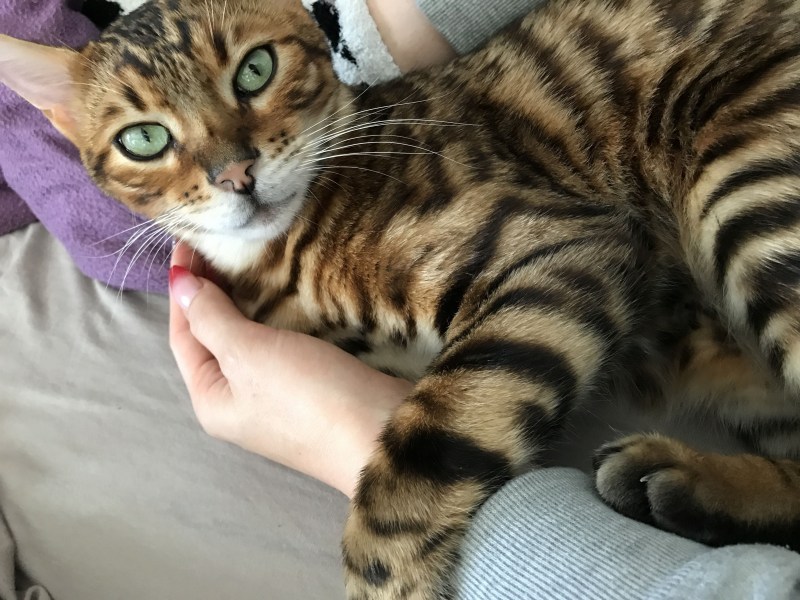 Бенгальский кот