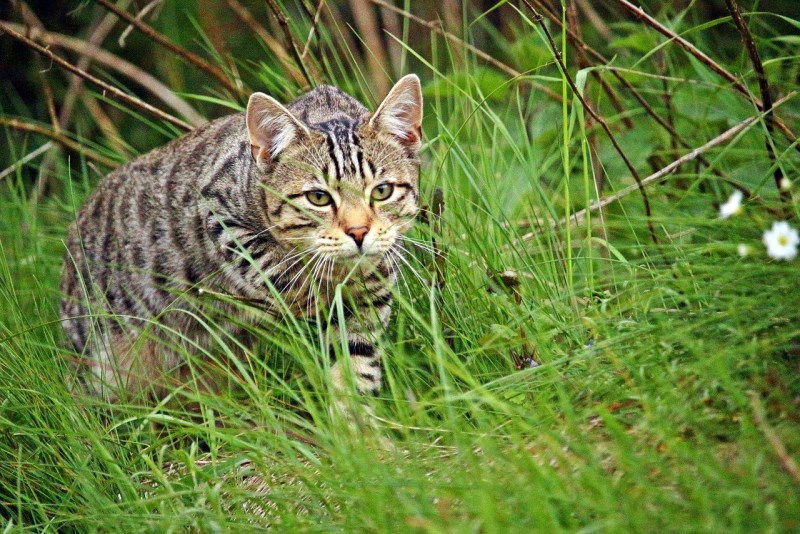 Коты породы тойгер