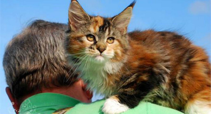 Maine Coon g40042