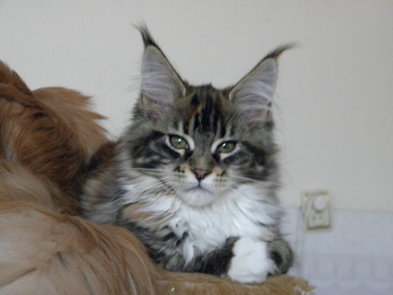 Мейнкун кот рост
