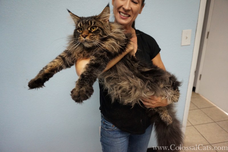 Котята Мейн куна Слепые