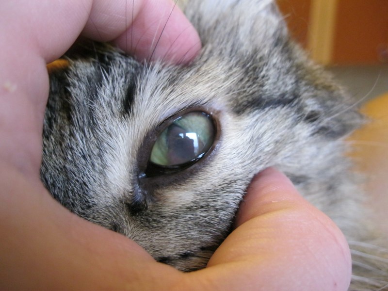 Ринотрахеит (кошачий герпес)