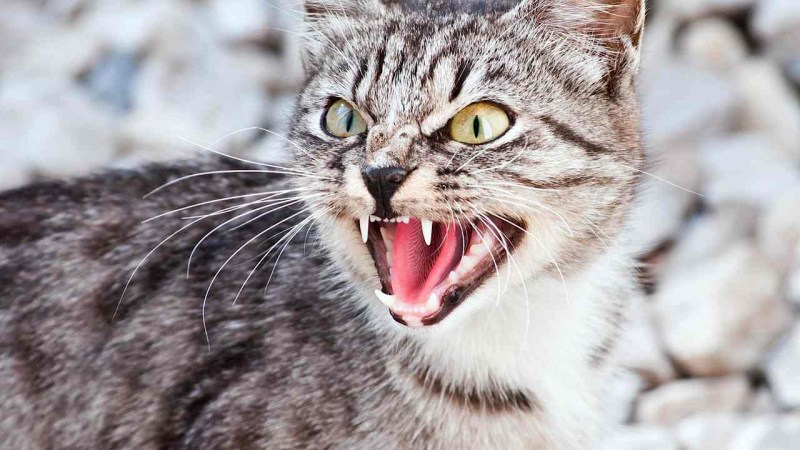 Шипящий кот