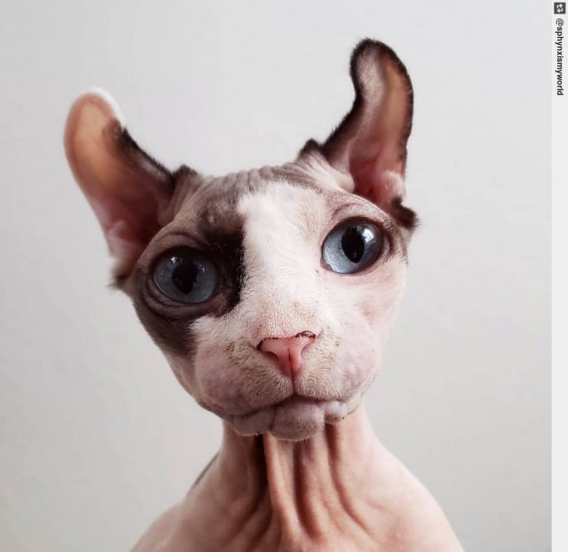 Коты без шерсти