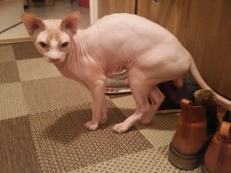Лысые кошки