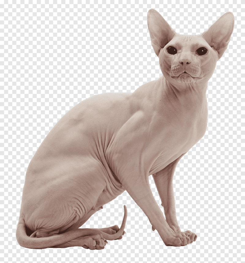 Донской сфинкс