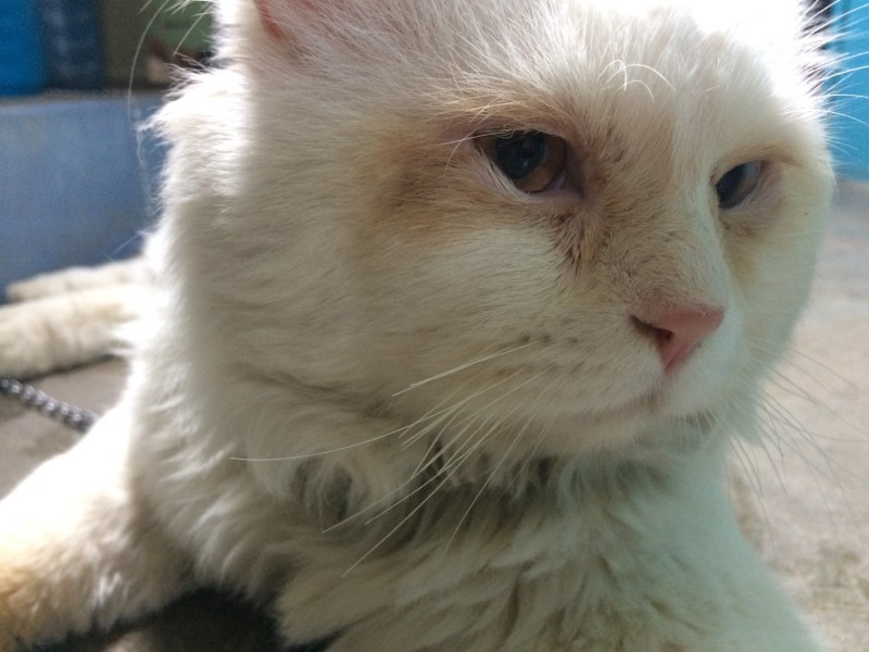 Котенок глазки