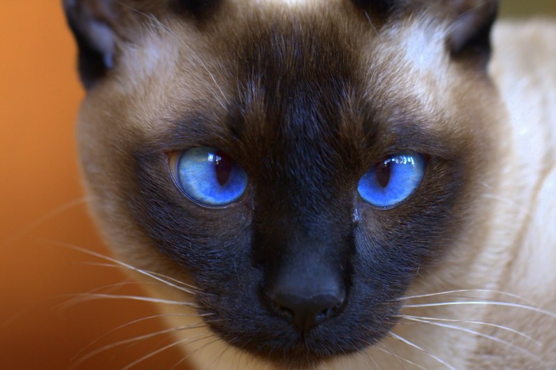 Тайская кошка косоглазая