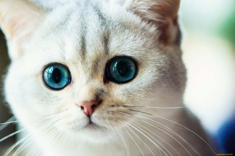 Котенок с красивыми глазами