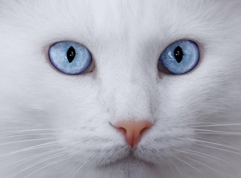 Кошка белая