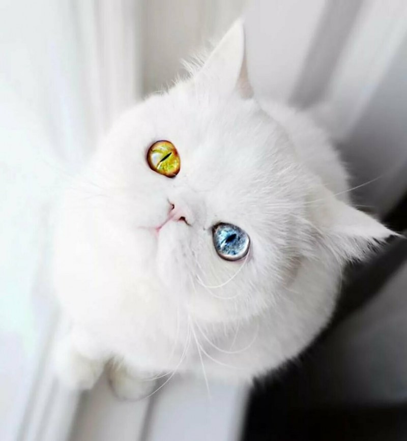 Шотландский вислоухий кот белый гетерохромия