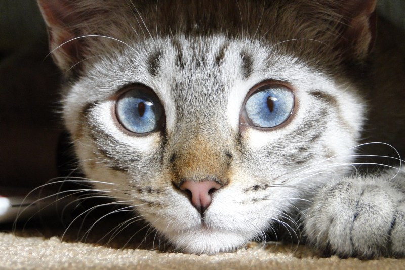 Зрачки кота