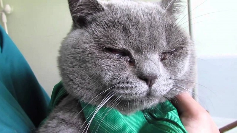 Фолликулярный конъюнктивит у кошек