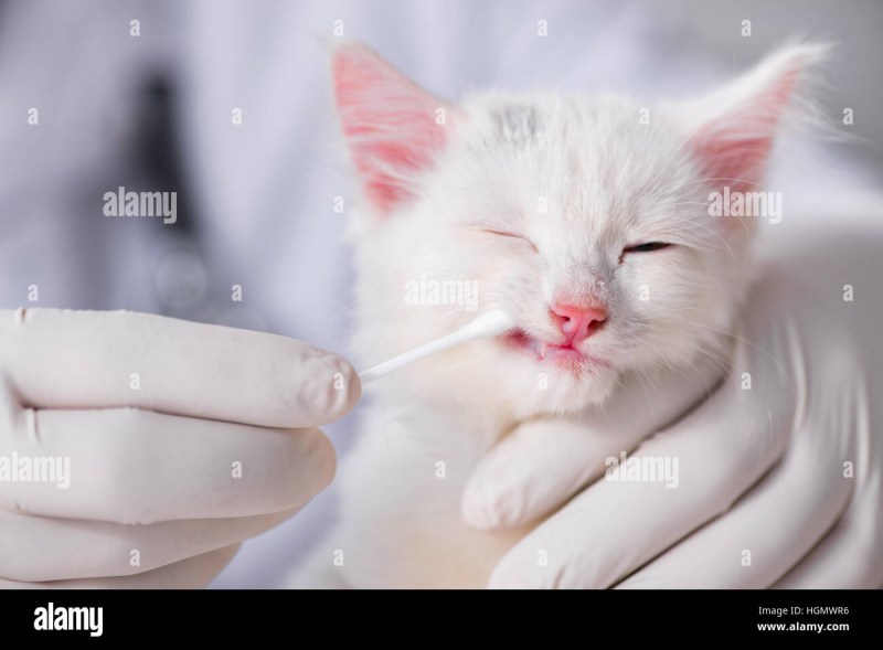 Ринотрахеит у кошек симптомы
