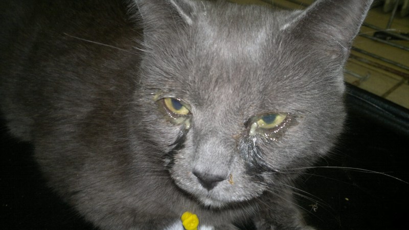 Хламидиоз кошачий глаз